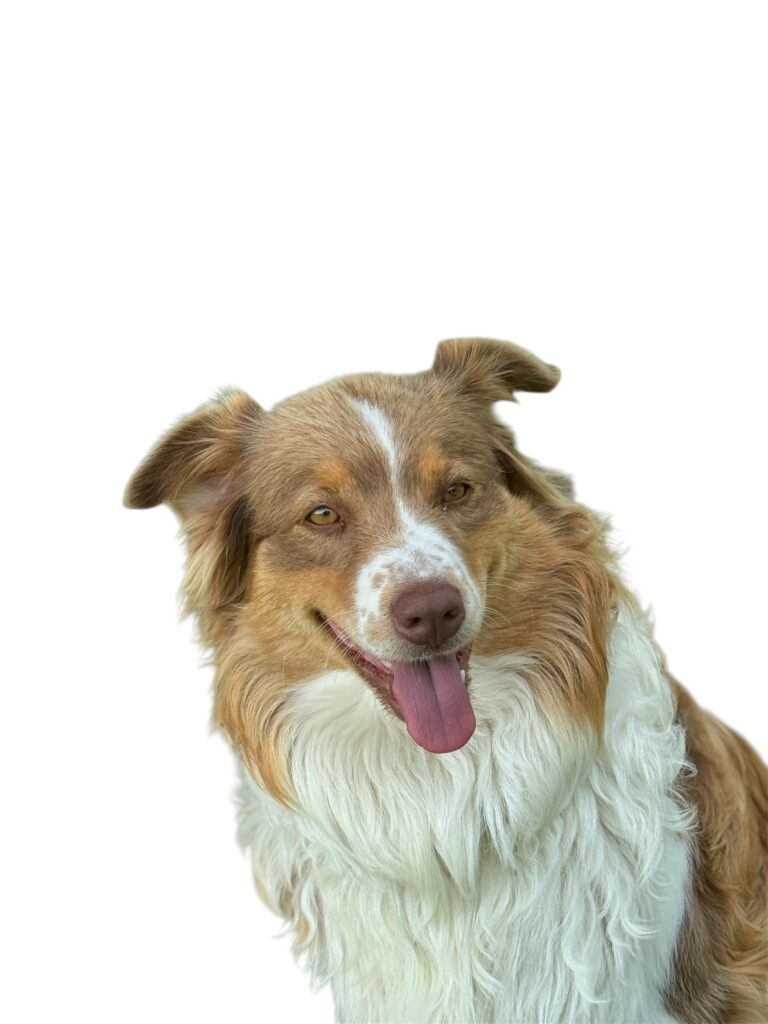 Hey Leute - hier geht´s lang zum guten Futter!